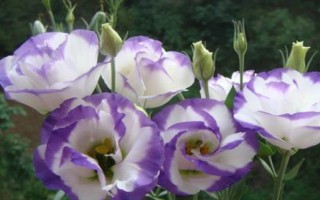 桔?；芩喽嚅L時間，取決于當(dāng)前季節(jié)的溫度