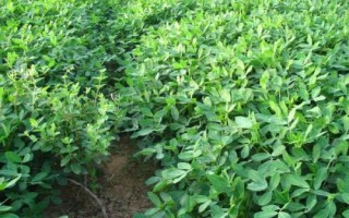 花生的種植時(shí)間，不同地方種植花生的時(shí)間也不一樣