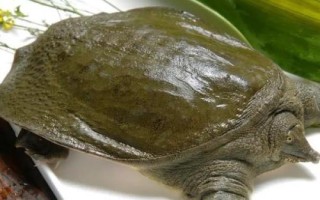 甲魚為何別稱王八，原因是腹部具有特殊紋路