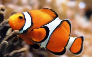 海水魚的飼養(yǎng)方法，每個月?lián)Q一次水