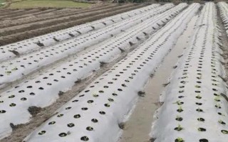 種菜撒籽后要不要立即澆水，播種后要覆蓋細土才能澆濕周圍的土壤