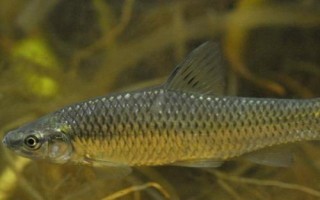 垂釣麥穗魚(yú)需要釣半水還是釣底，釣半水的效果一般會(huì)更好