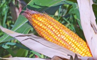 先玉1709玉米種子特點，種植密度6000株/畝左右
