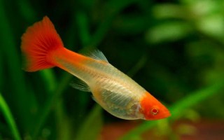 孔雀魚間隔多久再生小魚，只需間隔一個(gè)月即可