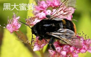 什么是黑蜂，廣義上是指身體呈黑色的蜜蜂
