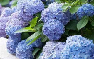 無盡夏花期能施肥嗎，無盡夏花期不可施肥