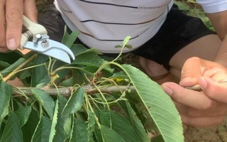 櫻桃樹如何修剪，可選擇在每年春季萌芽前進(jìn)行
