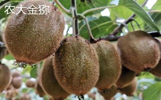 獼猴桃的名字由來，是受到獼猴的喜愛