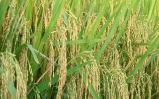 沈稻1號水稻品種的特性，生育期150天左右