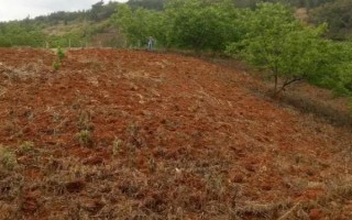 楊梅種子有哪些優(yōu)良品種，常見的有水晶種楊梅、東魁楊梅等