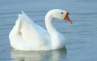 鵝會不會飛，鵝會飛但是飛不遠(yuǎn)