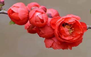 貼梗海棠是什么植物，是落葉灌木