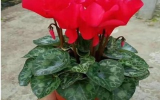 紅色仙客來的花語，寓意嫉妒的愛、歡迎貴客等