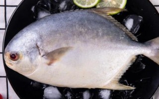 金鯧魚和鯧魚一樣嗎，不是同一種魚