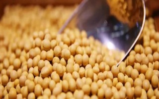 浙農(nóng)3號大豆品種的特性，該品種籽粒較大