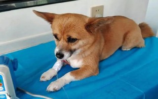 犬瘟熱的癥狀，初期其體溫可高達(dá)39.5-41℃