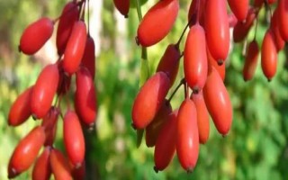 山茱萸的產(chǎn)地，主產(chǎn)于陜西、甘肅、湖南等地
