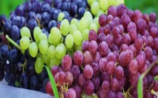 7月份葡萄怎么管理，要及時(shí)施肥并加強(qiáng)水分管理