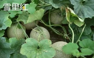 新疆哈密瓜的品種，西州蜜深受全國人們喜愛