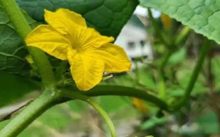 大棚黃瓜不同情況下葉子的特征，棚溫低、土壤濕度大時(shí)葉較大且腫皺