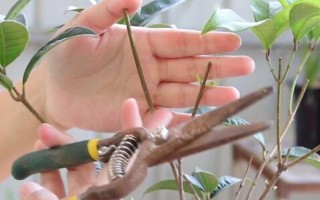 怎么修剪桂花樹才能讓它矮化，在幼樹時(shí)期打頂可以控制株高