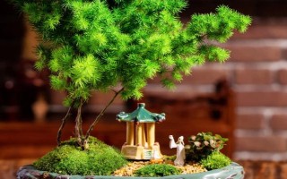蓬萊松的盆景種植方法，10公分的時(shí)候需適當(dāng)摘心處理