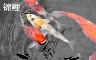 鯉魚和錦鯉有什么區(qū)別，鯉魚是食用魚、錦鯉是觀賞魚