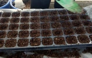 怎么種醉蝶花，種之前需浸種6小時(shí)左右