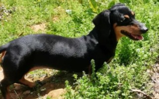 臘腸犬怎么飼養(yǎng)，平時(shí)要定期飼喂煮熟的肉食