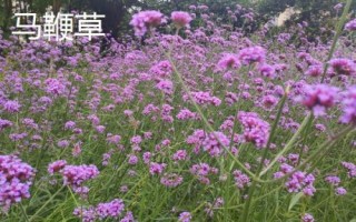 薰衣草和馬鞭草的區(qū)別，薰衣草的花序呈輪傘狀