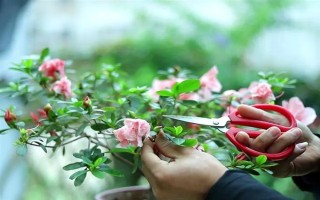 花中西施是什么花，是指的杜鵑花