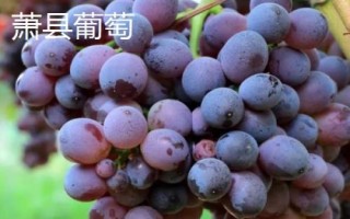 安徽省當(dāng)涂縣的特產(chǎn)，當(dāng)涂醬菜遠(yuǎn)近聞名