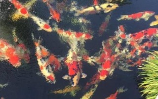 錦鯉為什么會(huì)掉鱗，可能是受到細(xì)菌感染