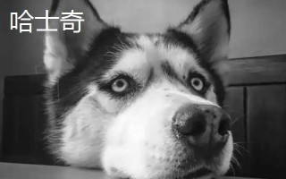 阿拉斯加和哈士奇的區(qū)別有哪些，體型、瞳孔顏色均不同