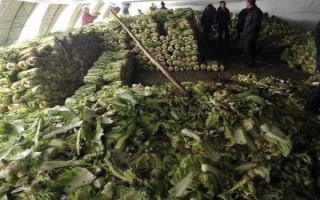大白菜儲(chǔ)存期間怎么防治性軟腐病，應(yīng)先做好田間防治工