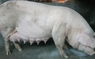 公豬有幾對乳房，品種會影響數(shù)量