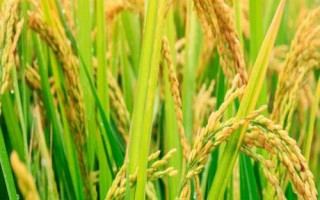 岫粳糯6號水稻種子介紹，每畝栽插2.2萬～2.5萬叢