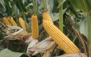 隆平943玉米品種的特性，4月下旬至5月上旬播種