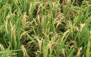 乾貴粳1號水稻種子簡介，生育期160天