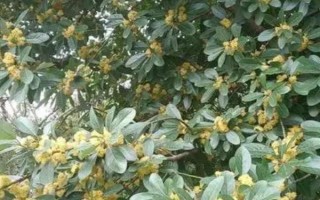 什么是山香木，是常見的小果薔薇