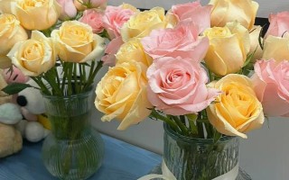 水培玫瑰花如何避免枯萎，要養(yǎng)在干燥、涼爽、通風處