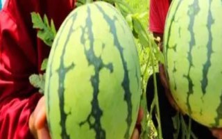 早春紅玉西瓜有沒有籽，屬于早熟有籽品種