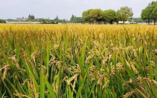吉粳526水稻種子特征特性，7月上中旬注意防治二化螟