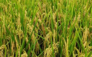 產(chǎn)量高且口感好的水稻品種，“中9優(yōu)8012”、“中早39號(hào)”等品種均為優(yōu)質(zhì)水稻