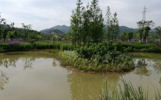 怎么養(yǎng)殖甲魚，每天可以投喂3次