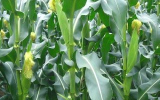荃科玉900玉米種簡(jiǎn)介，中抗紋枯病