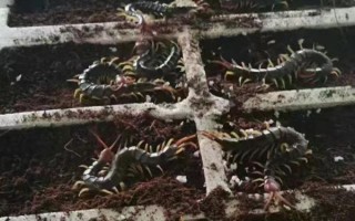 蜈蚣養(yǎng)殖方法，可野外養(yǎng)殖、磚池養(yǎng)殖和木箱養(yǎng)殖等