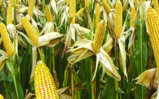 長單510玉米種子特征特性，注意防治病蟲害