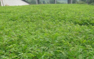 關(guān)黃柏的種植時(shí)間，一般為2-4月份