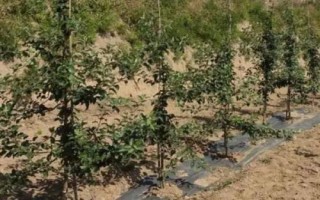矮化蘋(píng)果苗的栽培管理方法，最重要的就是枝葉的修剪和整形